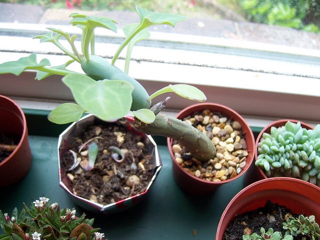 Senecio articulatus
