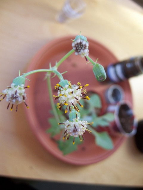 Senecio articulatus
