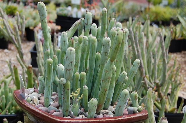Senecio articulatus (Senecio articulatus)
