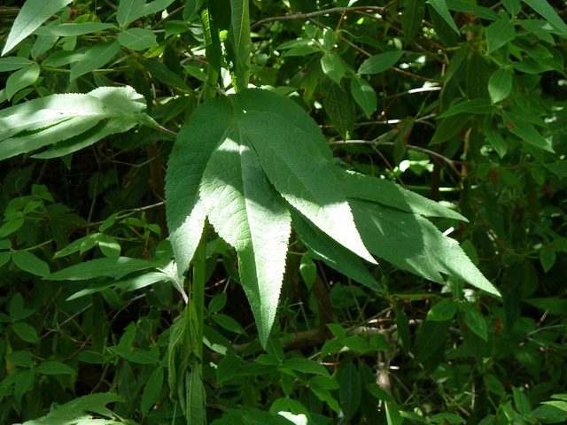 Senecio cannabifolius (Senecio cannabifolius)