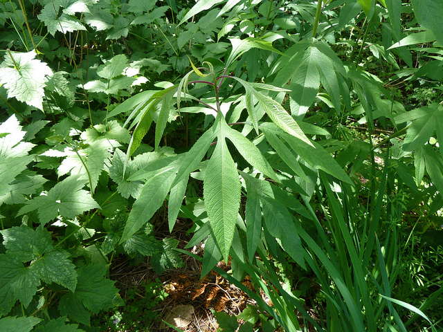 Senecio cannabifolius