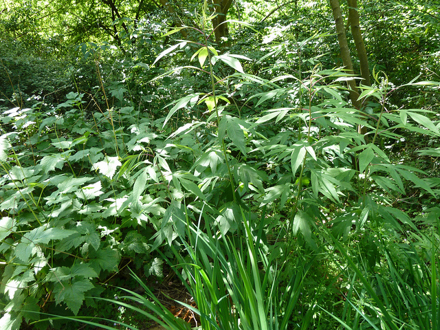 Senecio cannabifolius