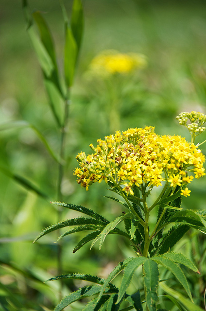 Senecio cannabifolius