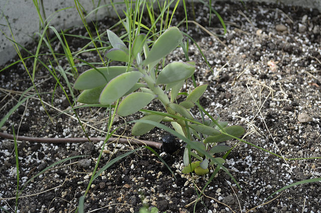 Senecio crassissimus