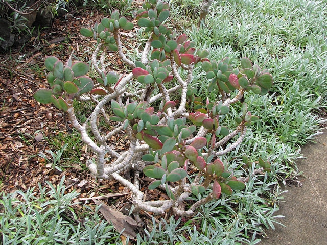 Senecio crassissimus