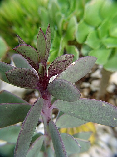 Senecio crassissimus