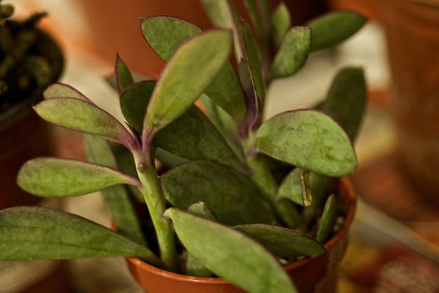 Senecio crassissimus