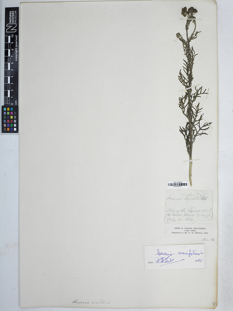 Sénéçon à feuilles de roquette