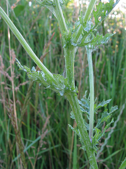 Sénéçon à feuilles de roquette