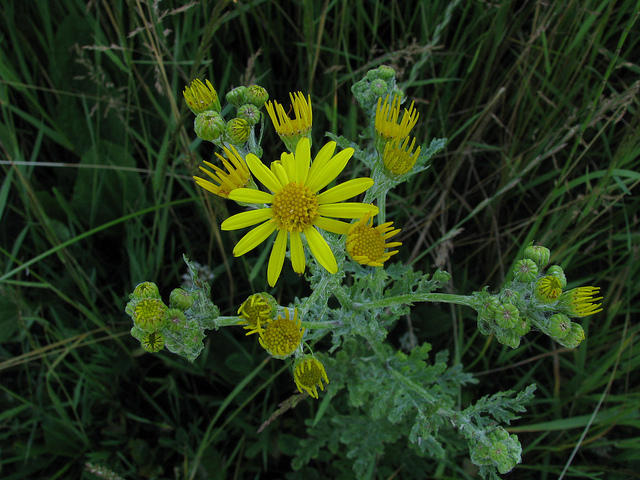 Sénéçon à feuilles de roquette (Senecio erucifolius)