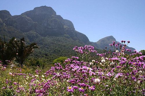 Senecio glastifolius