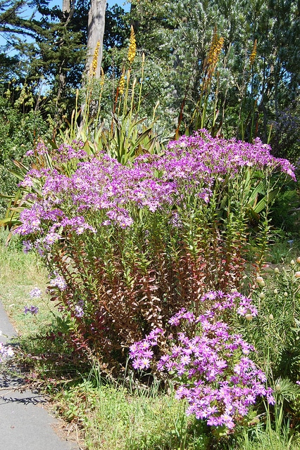 Senecio glastifolius