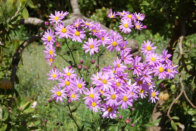 Senecio glastifolius