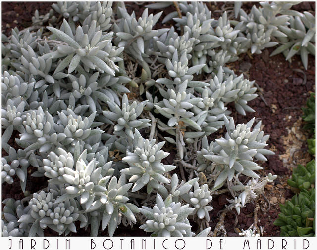 Senecio haworthii (Senecio haworthii)