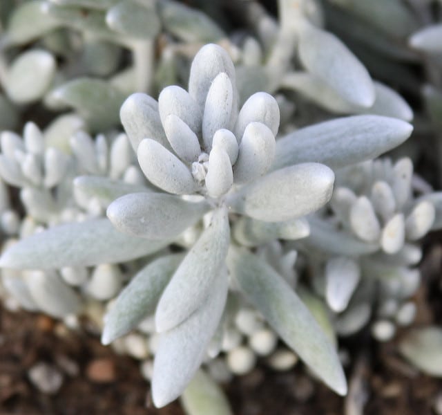 Senecio haworthii