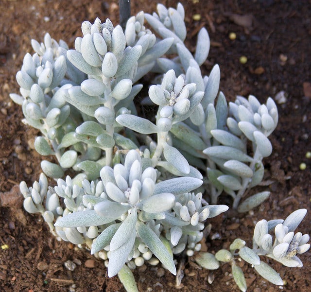 Senecio haworthii