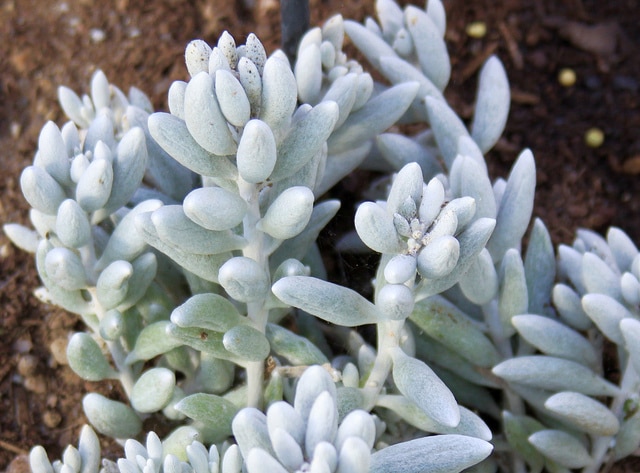Senecio haworthii