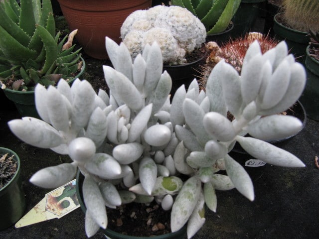 Senecio haworthii