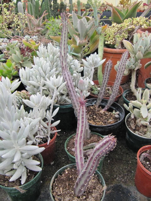 Senecio haworthii