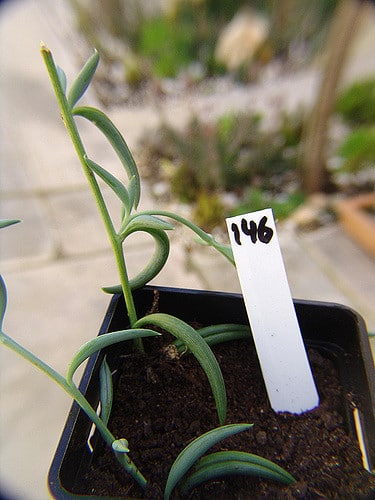 Senecio herreianus (Senecio herreianus)