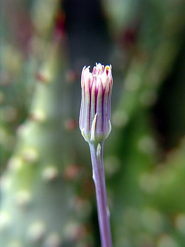 Senecio herreianus