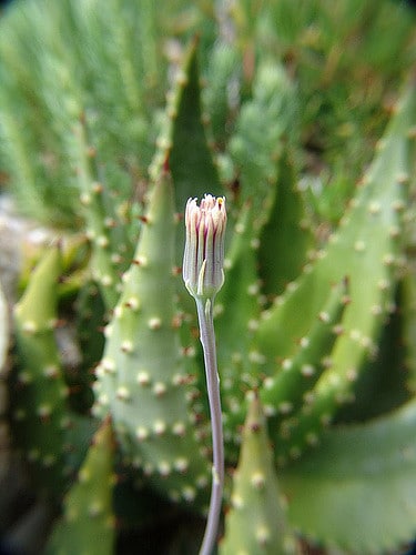 Senecio herreianus