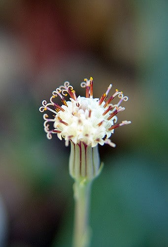 Senecio herreianus