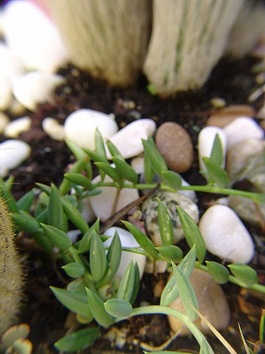 Senecio herreianus