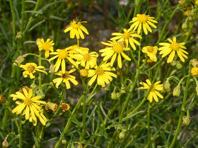 Séneçon de mazamet (Senecio inaequidens)