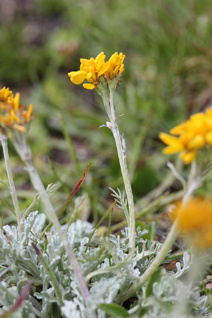 Séneçon blanchâtre (Senecio incanus)
