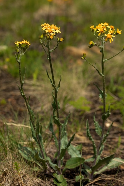 Senecio integerrimus (Senecio integerrimus)