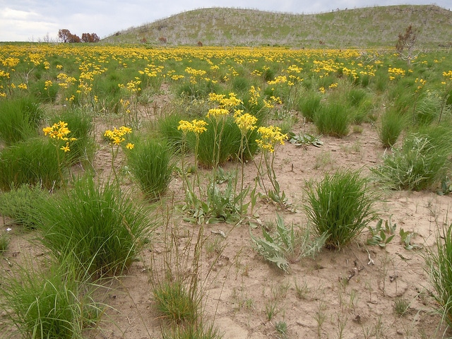 Senecio integerrimus