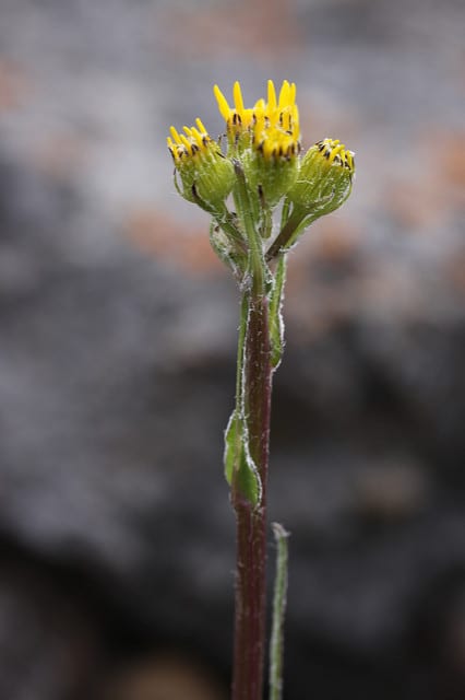 Senecio integerrimus