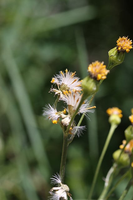 Senecio integerrimus