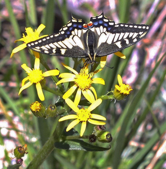 Senecio integerrimus