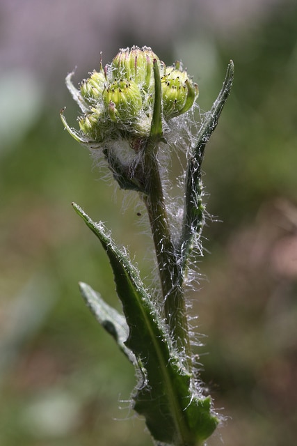Senecio integerrimus