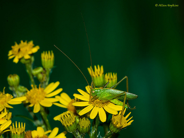 Séneçon de jacob (Senecio jacobaea)
