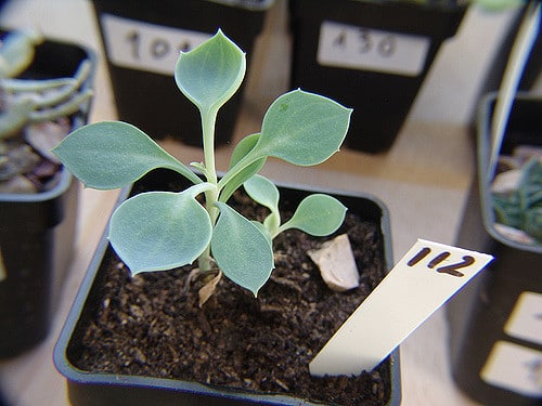 Senecio kleiniiformis