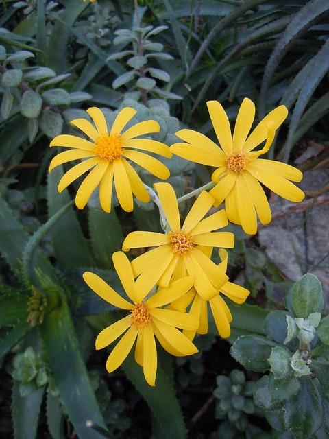 Senecio medley-woodii