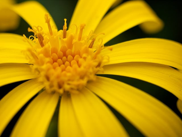 Senecio medley-woodii