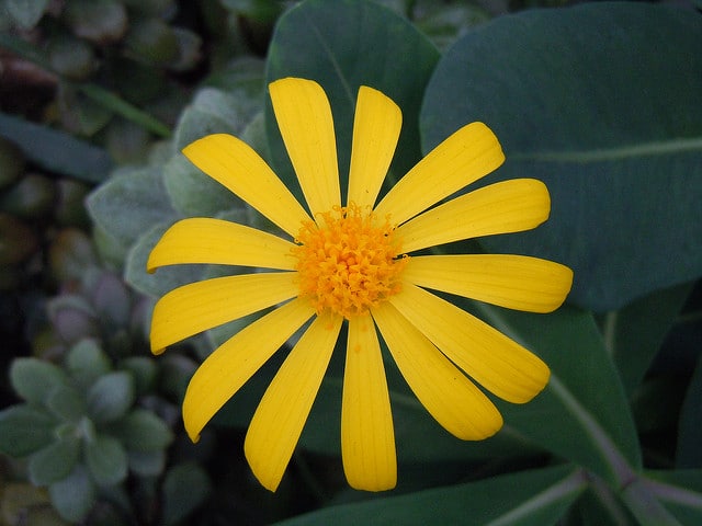 Senecio medley-woodii