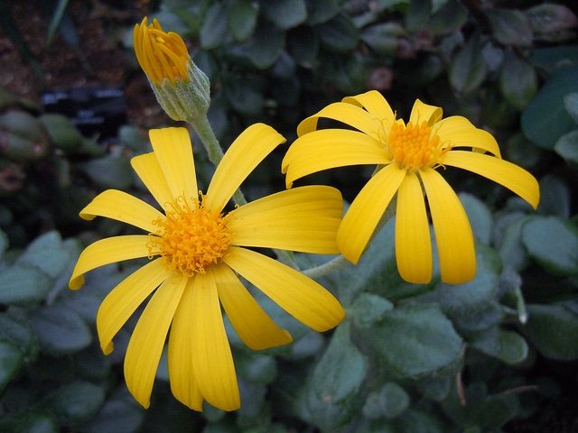 Senecio medley-woodii