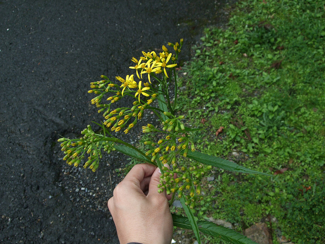 Séneçon du harz (Senecio nemorensis)