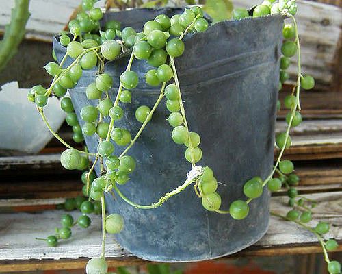 Senecio radicans