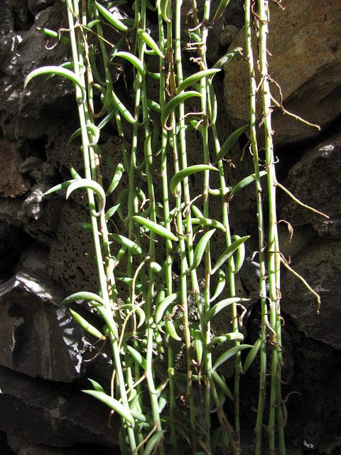 Senecio radicans