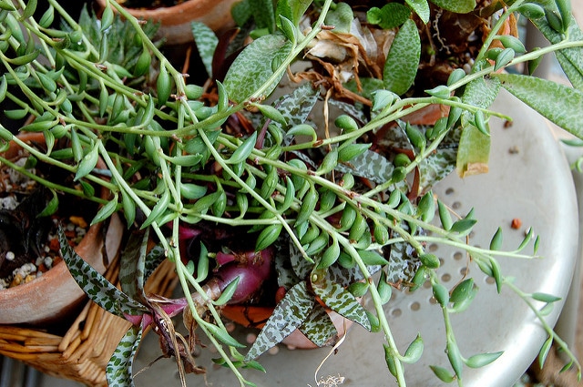 Senecio radicans