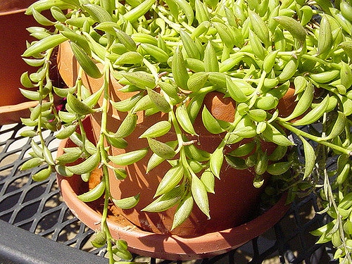 Senecio radicans (Senecio radicans)