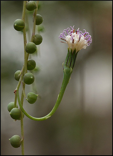 Séneçon de rowley (Senecio rowleyanus)