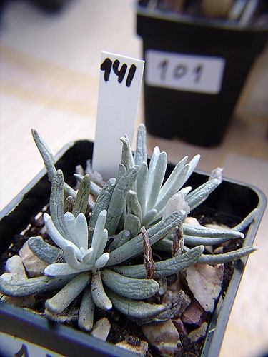 Senecio scaposus