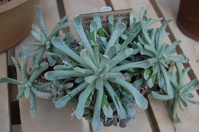 Senecio scaposus